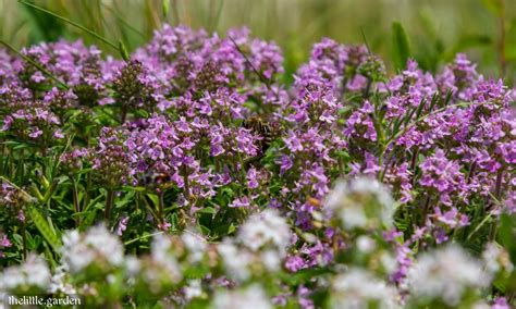 28 of the Best Evergreen Ground Cover for Shade and Full Sun: Year-Round Beauty - The Little Garden