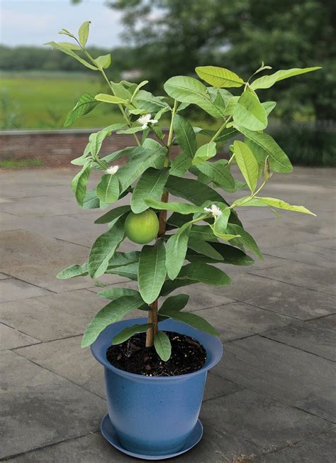 Full Sun Exposure Green Allahabadi Guava Plant For Fruits At Rs 80