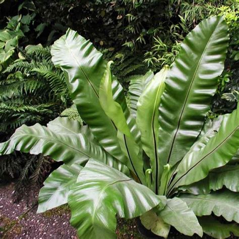 Asplenium Nidus Birds Nest Fern