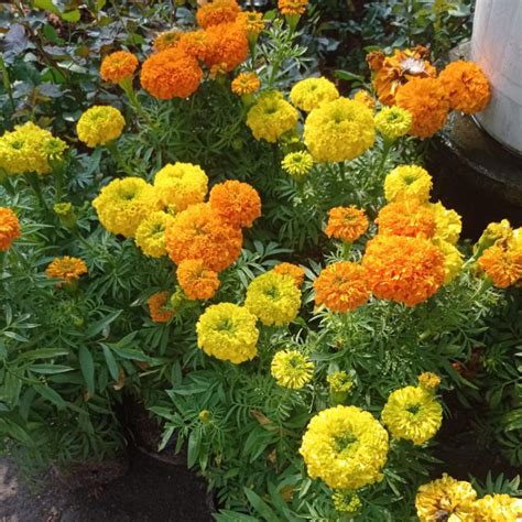 jual tanaman hias marigold bunga orenkuning cerah  berbunga