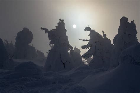 Juhyou, The Japanese Snow Monsters Nearing Extinction