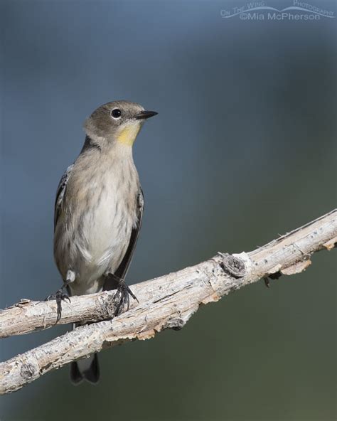 Migrating Yellow Rumped Warblers On The Wing Photography