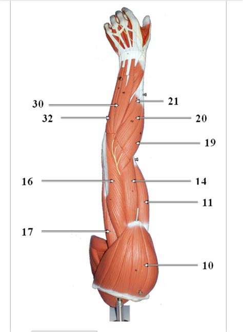 Bsc Lab Lesson Arm Diagram Quizlet