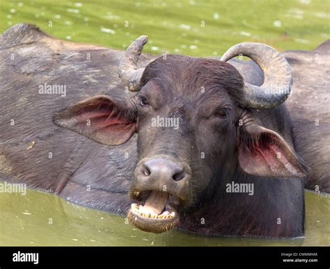 Buffalo Hi Res Stock Photography And Images Alamy