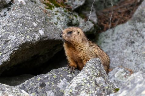 Marmota Marmota Marmota De Pie En Las Rocas De Las Monta As Marmota En