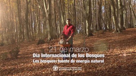 Los bosques y la energía es el tema del Día Internacional de los