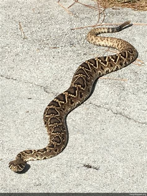 Eastern Diamondback Rattlesnake (Crotalus adamanteus) - HM 244680