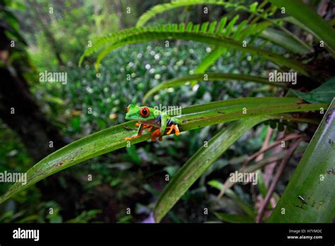 La Rana Arbor Cola De Ojos Rojos Agalychnis Callidryas En Las Tierras