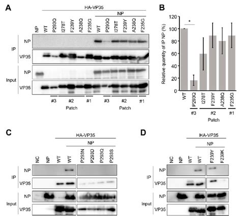 Np Vp Interaction Attenuated By Hydrophobic Patch Modifications In