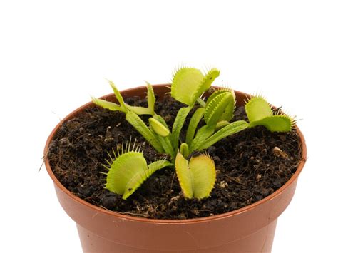 Dionaea GJ Green Schuppenstiel Photos