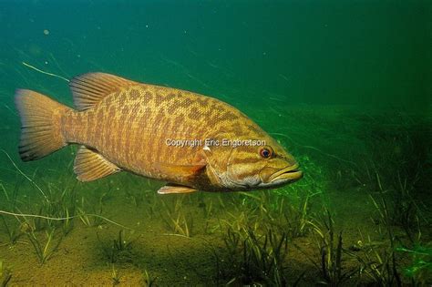 Smallmouth Bass Engbretson Underwater Photography