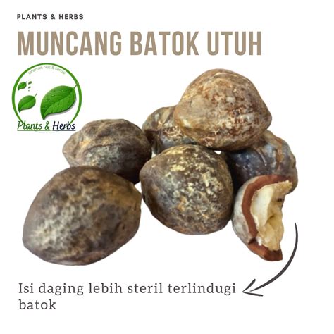 Jual Muncang Batok Utuh Biji Kemiri Masih Ada Batok Harga Satuan