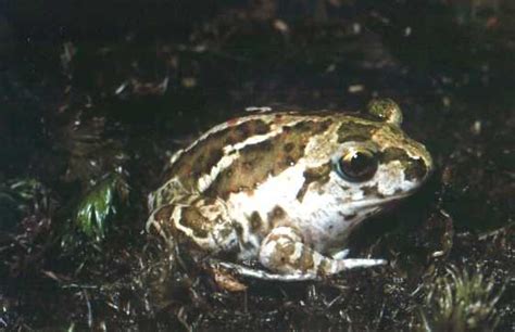 Common Spadefoot Toad (Pelobates fuscus)