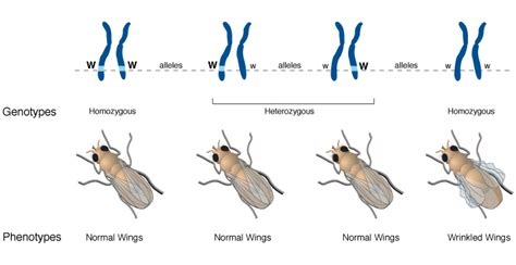 What Is Homozygous Dominant