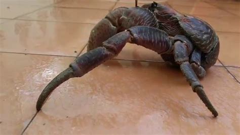 Crushed By Giant Coconut Crab Youtube