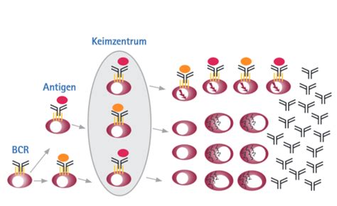 Diffus Gro Zelliges B Zell Lymphom Ursachen Therapien