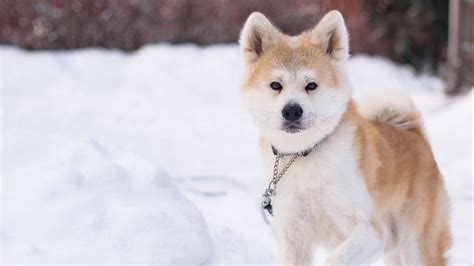 Download Wallpaper 1920x1080 Shiba Inu Dog Pet Run Snow Winter