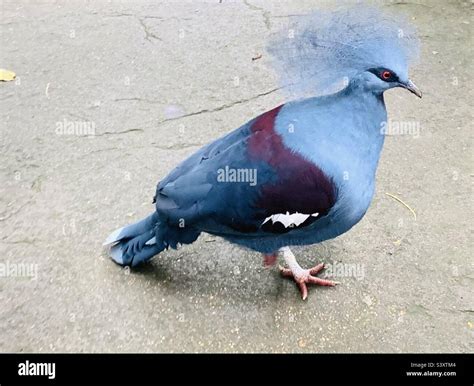 Western crowned pigeon Stock Photo - Alamy