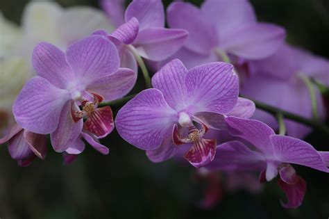 Download Close Up Purple Flower Flower Nature Orchid Hd Wallpaper