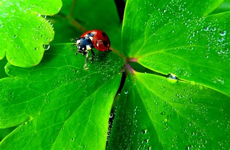 Free Images Nature Dew Flower Red Ladybug Garden Flora Fauna