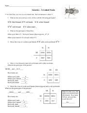 Sex Linked Traits Worksheet Docx Name Genetics X Linked