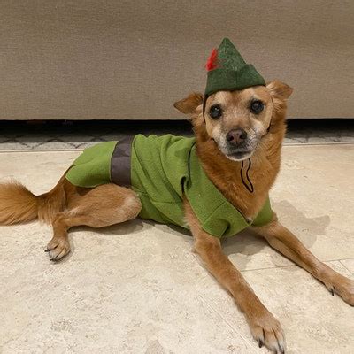 Peter Pan, Peter Pan Dog Costume, Peter Pan Dog Outfit, Robin Hood Dog ...