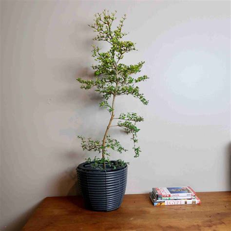 Spiny Black Olive Tree 1 To 2 Feet Plant Farm Online