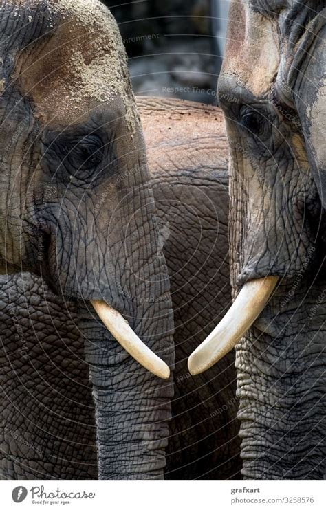 Afrikanische Elefanten Kopf An Kopf Ein Lizenzfreies Stock Foto Von