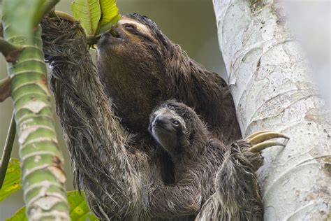 Diet of the Atlantic Forest Maned Sloth Bradypus Torquatus (Xenarthra ...