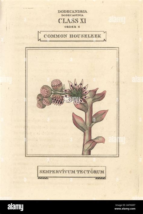 Common Houseleek Sempervivum Tectorum Handcoloured Copperplate