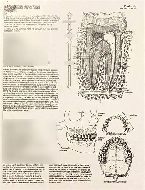 Anatomy And Physiology The Digestive System Teeth Diagram Quizlet