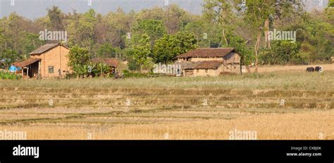 Traditional Village Houses Bardiya Nepal Stock Photo Alamy