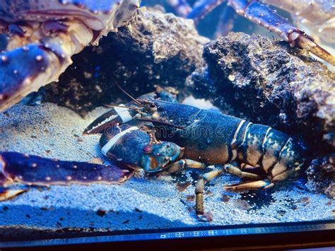 crayfish   aquarium close  stock image image  garden