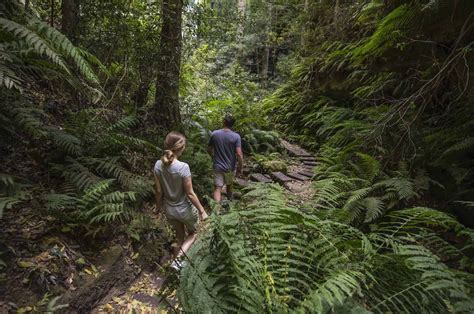 Grand Canyon Track Blue Mountains Nsw We Are Explorers