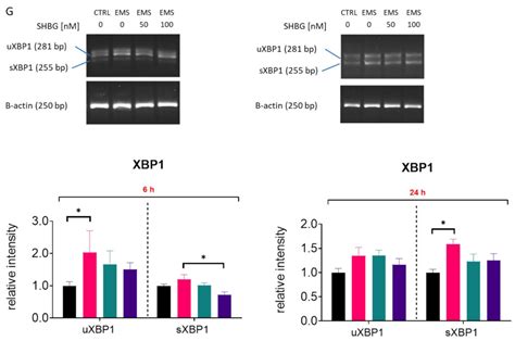 Cells Free Full Text Sex Hormone Binding Globulin Shbg Mitigates