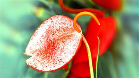 46 Anthurium Varieties — Most Stunning Anthurium Species