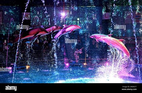 Dolphins Perform Under Digital Images Of Fireworks During A Special