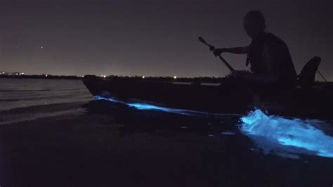 Experience A Bioluminescence Kayak Tour