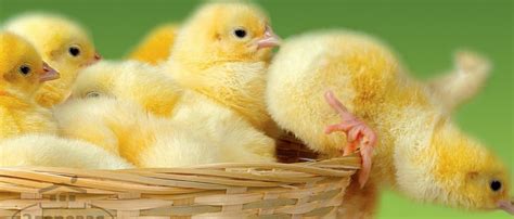 Как сделать брудер для цыплят своими руками: чертежи и примеры яслей ...