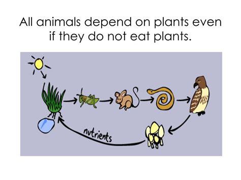 Ppt Food Chain Lesson 55 Powerpoint Presentation Free Download Id