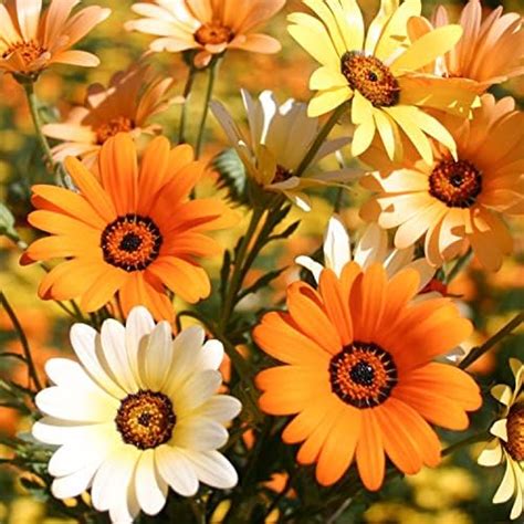 Welldales 50 African Daisy Seeds Uk Mixed Pastel Colour Scented Wild Daisies To Grow