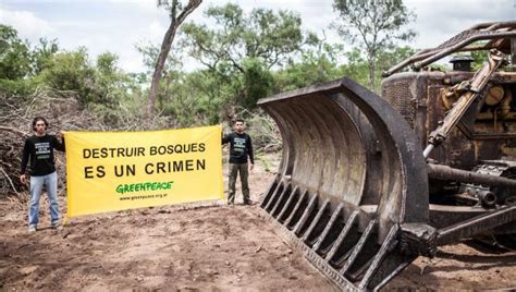 Fin De La Cuarentena Desde Marzo Se Deforestaron Casi 50 Mil Hectáreas