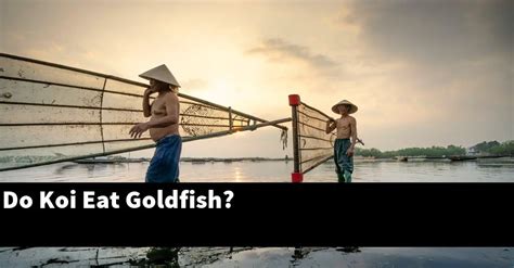 Do Koi Eat Goldfish? [2025 Guide] - Gold Koi Fish