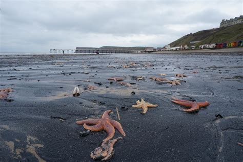 数十万只海星贻贝螃蟹被冲刷至英国海岸线上 专家：这是“自然事件”英国新浪新闻