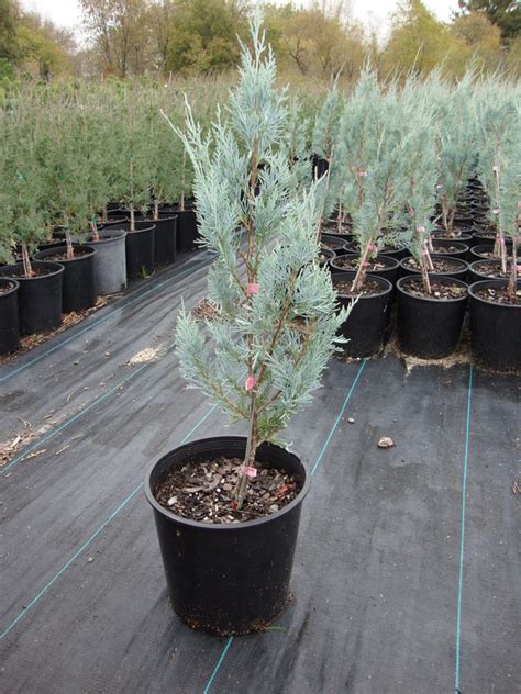 Evergreen Shrubs - Juniperus-scopulorum-Wichita-Blue--Wichita-Blue ...