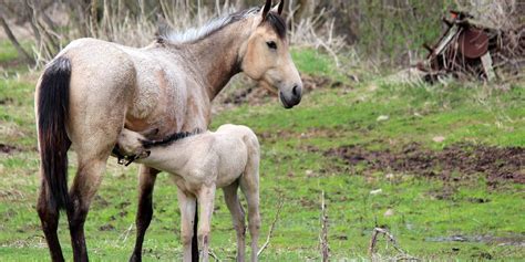 5 Fun Facts on Buckskin Horses – Insider Horse – Latest & Greatest Horse New Publication