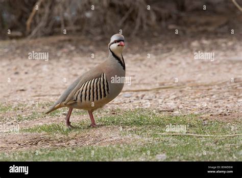 Chukar partridge habitat hi-res stock photography and images - Alamy