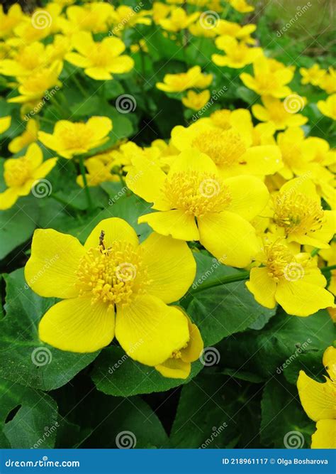 Spring Flowering Marsh Yellow Flowers Marsh Marigold Stock Image