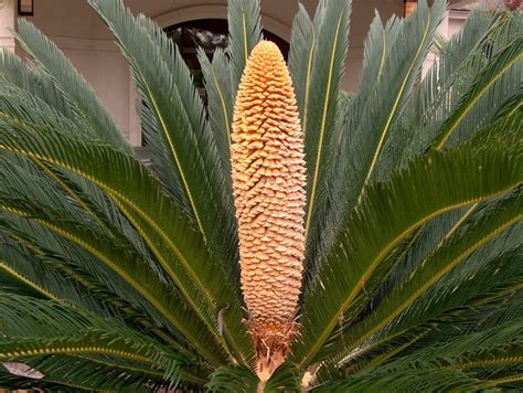 Online Plant Guide Cycas Revoluta Sago Palm Sago Palm Plants