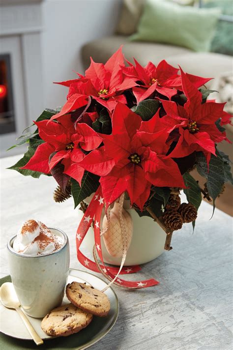 Estos Son Los Cuidados Que Necesita Tu Flor De Pascua O Poinsettia Para